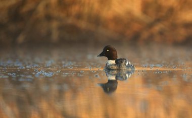 Sıradan altın göz (Bucephala clurla), gün doğumunda nehirde yüzen dişi..