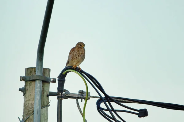 stock image Common kestrel (Falco tinnunculus) searching for prey from a power line.