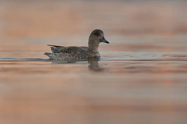 Avrasya Wigeon veya Avrupa Wigeon 'u (Mareca Penelope) kadın yüzücü.