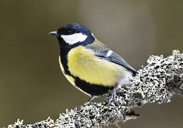 Great Tit Parus Major Sitting Branch Forest — 图库照片