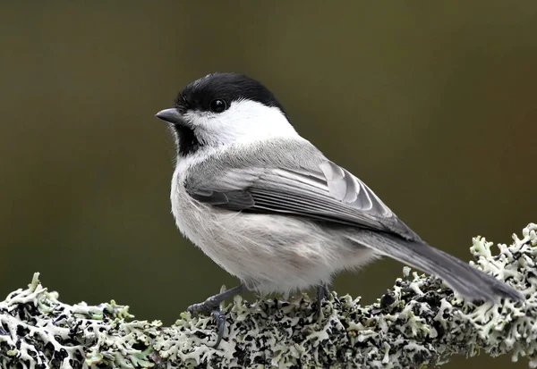 Willow Tit Poecile Montanus Sitting Branch Forest — Foto Stock