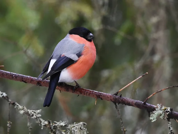 stock image Eurasian bullfinch (Pyrrhula pyrrhula) male sitting on a spruce.