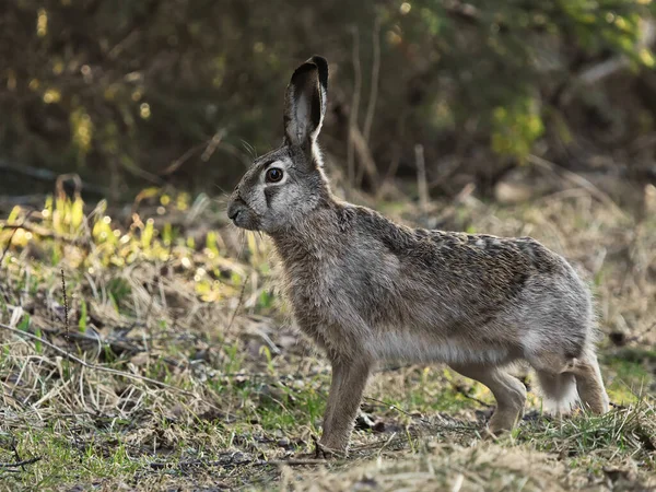 Ormandaki Avrupa Tavşanı Lepus Europaeus — Stok fotoğraf