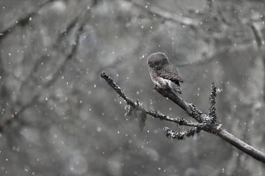Avrasya pigme baykuşu (Glaucidium passerinum) yoğun kar yağışı altında ormanda.