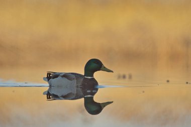 Mallard (Anas platyrhynchos) erkek sulak alanlarda yüzüyor.