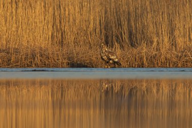 Genç beyaz kuyruklu kartal (Haliaeetus albicilla) sazlığın kenarında oturuyor.