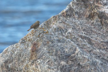 Büyük bir kayanın üzerinde oturan Avrupa kaya pipiti (Anthus petrosus).