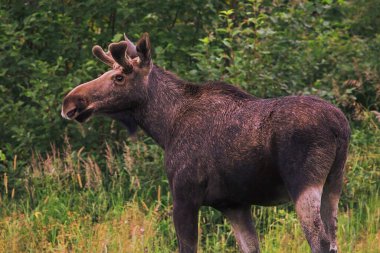 Ormanın kenarında geyik ya da geyik (Alces alces) erkeği.