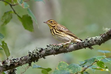 Ormandaki bir huş dalında (Anthus trivialis) oturan.