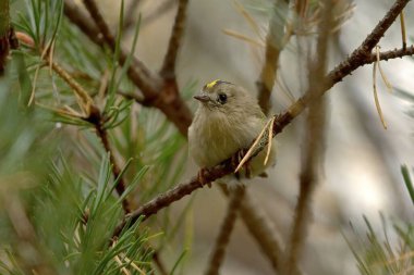 Ormanda yiyecek arayan Goldcrest (Regulus regulus).