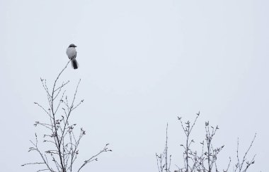 Büyük gri örümcekkuşu (Lanius excubitor) ağacın tepesinde gözcülük yapıyor..
