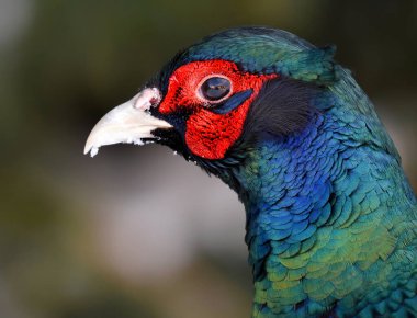 Yaygın sülün (Phasianus colchicus) yakın plan.