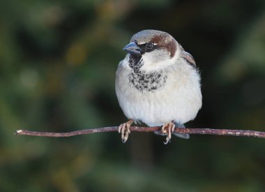 Serçe (Passer domesticus) erkek kışın bir dalda oturuyor.