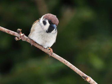 Bir dalda oturan Avrasya ağaç serçesi (Passer montanus).