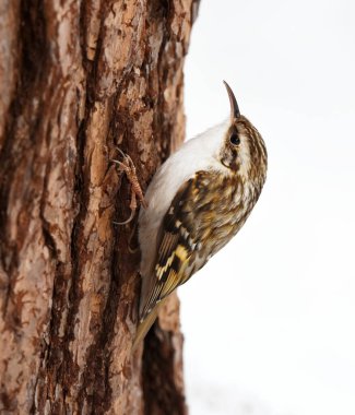 Avrasya Ağaç Bekçisi (Certhia tanıdık) kışın yiyecek arar.
