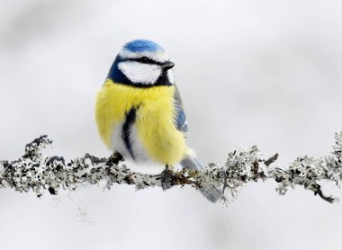 Eurasian blue tit (Cyanistes caeruleus) sitting on a branch.