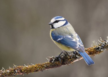 Eurasian blue tit (Cyanistes caeruleus) sitting on a branch.