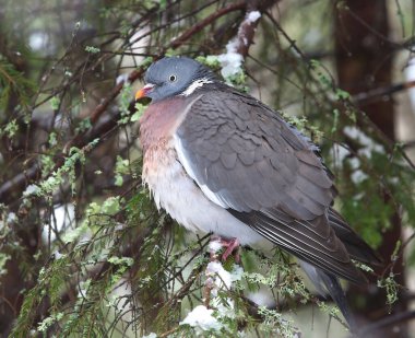 Karlı bir ladin üzerinde dinlenen alelade odun güvercini (Columba palumbus).