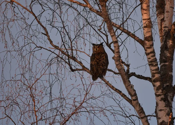 자작나무 유라시아 독수리 올빼미 — 스톡 사진