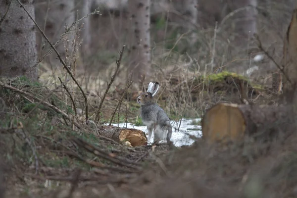 Dağ Tavşanı Lepus Timidus Ormansızlaşma Bölgesinde Yağmurun Altında Oturuyor — Stok fotoğraf