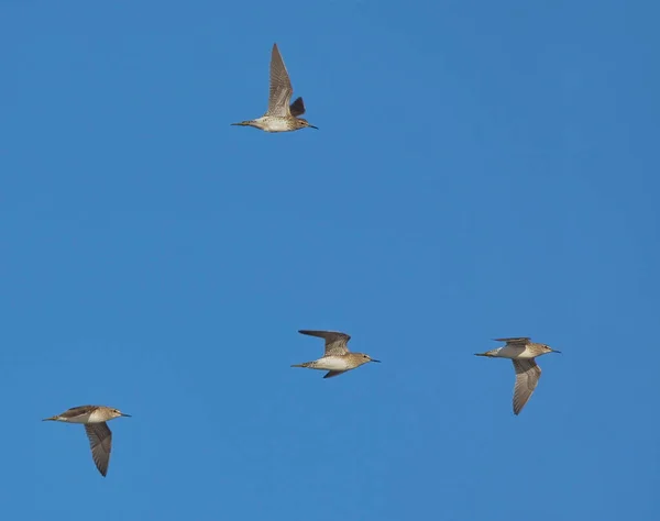 Waldwasserläufer Tringa Glareola Fliegen — Stockfoto