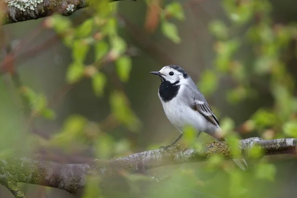 Beyaz Kuyruklu Motacilla Alba Bir Huş Ağacında Oturuyor — Stok fotoğraf