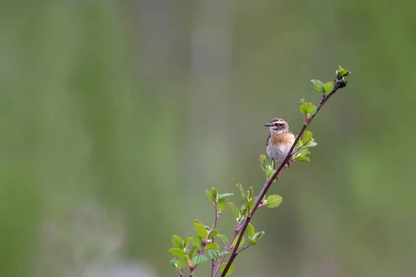 Whinchat Saxicola Rubetra Femelle Assise Sur Une Branche — Photo