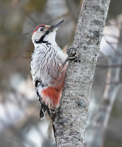 White Backed Woodpecker Dendrocopos Leucotos Male Searching Food Forest — Stock Photo, Image