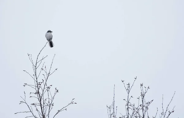 Great Grey Shrike Lanius Excubitor Lookout Tree Top — 스톡 사진