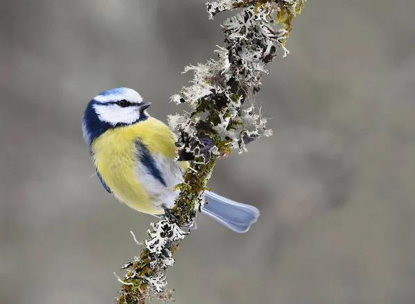 Eurasian blue tit (Cyanistes caeruleus) looking for food in the forest.