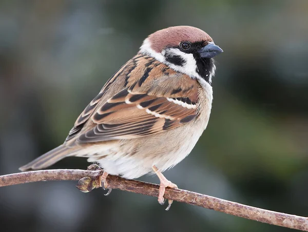 Bir dalda oturan Avrasya ağaç serçesi (Passer montanus).