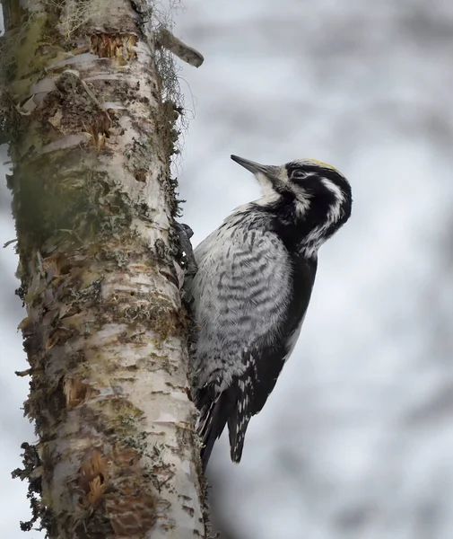 Eurasian Three Toed Woodpecker Picoides Tridactylus Male Searching Food Rotten — Stock Photo, Image