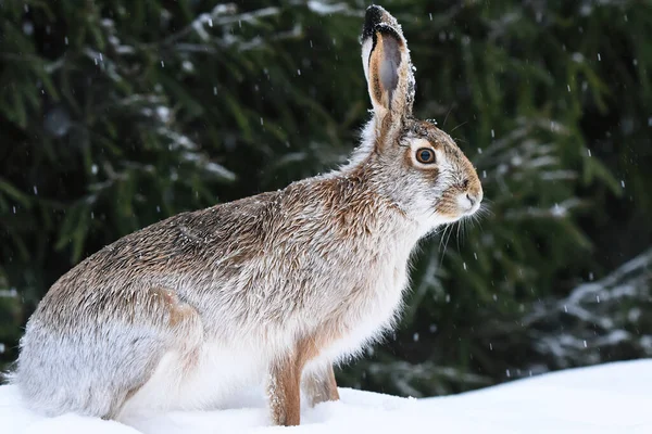 Europeisk Hare Lepus Europaeus Sittande Snö — Stockfoto