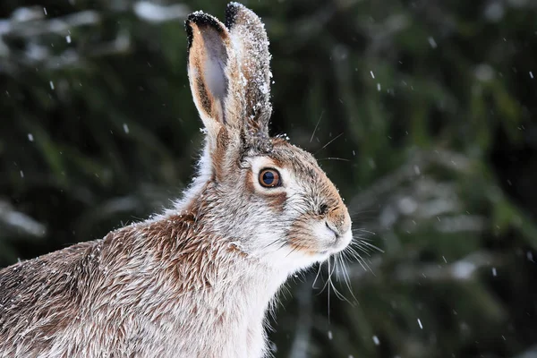Europeisk Hare Lepus Europaeus Närbild Vintern — Stockfoto