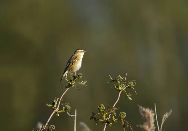 Σπαθόχορτο Τραγούδι Ωδικό Πτηνό Acrocephalus Schoenobaenus — Φωτογραφία Αρχείου