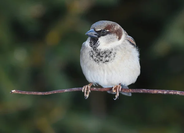 House Sparrow Passer Domesticus Male Sitting Branch Winter — Stock Photo, Image