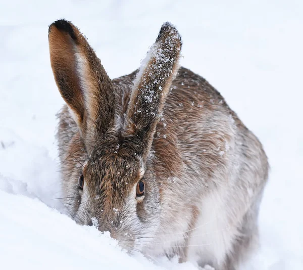 Europeisk Hare Lepus Europaeus Söker Mat Snön — Stockfoto