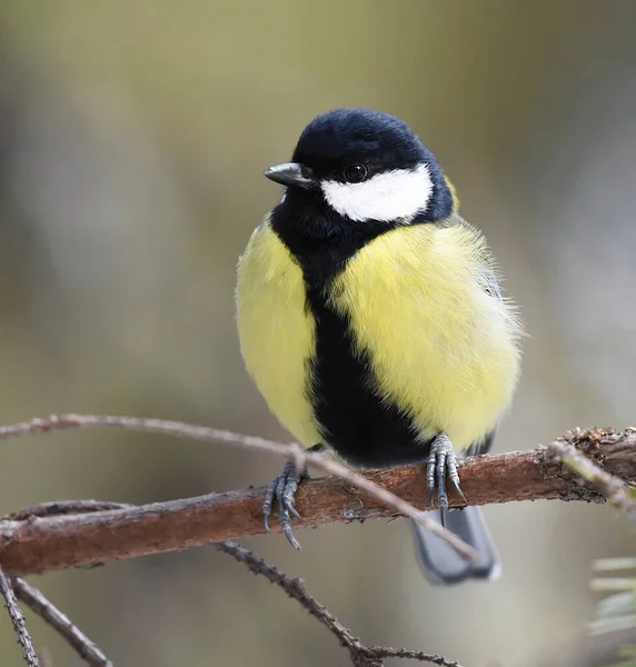 Great Tit Parus Major Sitting Branch Forest — 图库照片