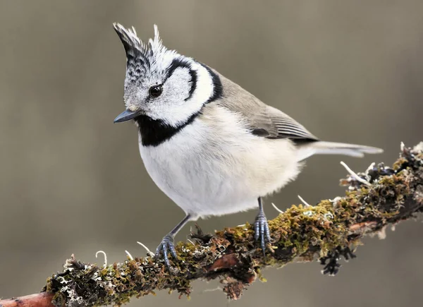 European Crested Tit Lophophanes Cristatus Sitting Mossy Branch Forest — Stock Photo, Image