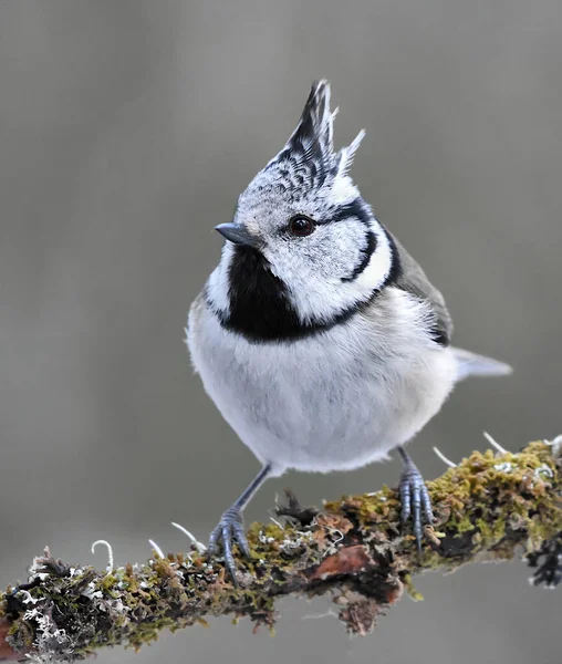 European Crested Tit Lophophanes Cristatus Sitting Mossy Branch — Stock Photo, Image