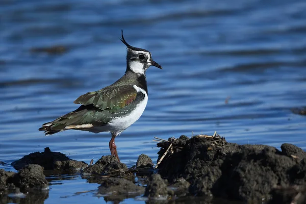 Northern Lapwing Vanellus Vanellus Standing Flooded Field — Stock Photo, Image