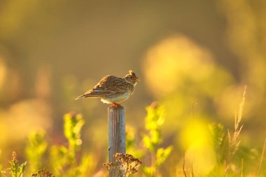 Avrasya tarlakuşu (Alauda arvensis) bir direkte şarkı söylüyor.