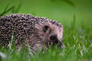Avrupa kirpisi (Erinaceus europaeus) çimenlerde yiyecek aramak için yakın çekim.
