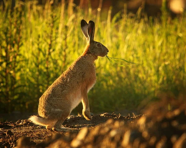 欧洲野兔 Lepus Europaeus 在清晨背光 嘴里衔着长草 — 图库照片