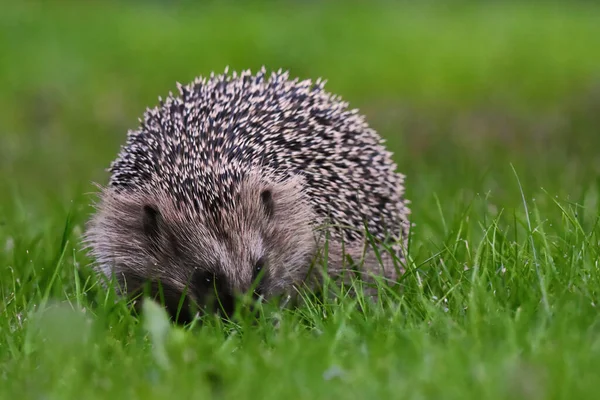 European Hedgehog Erinaceus Europaeus Searching Food Grass — Stock Photo, Image