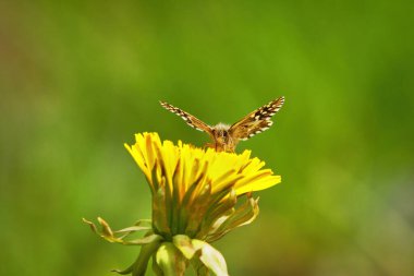 Bir karahindiba üzerinde gri kaptanlar (Pyrgus malvae).