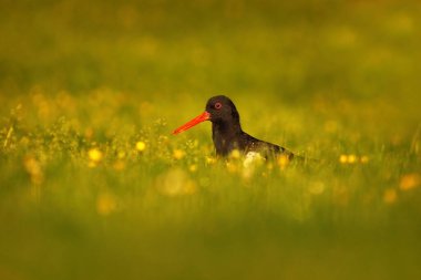 Avrasya istiridye yakalayıcısı (Haematopus ostralegus) sabah erken saatlerde çiçek tarlasında.