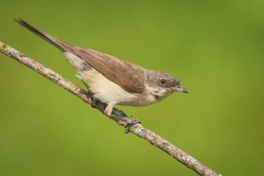 Çubukta daha az beyaz boğaz (Curruca curruca).