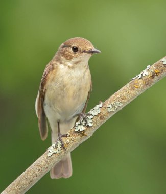 Bir dalda oturan Avrupalı sinekkapan (Ficedula hypoleuca) dişi.