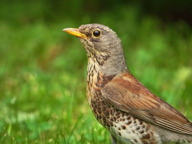 Fieldfare (Turdus pilaris) yerde yiyecek aramak için yakın plan.